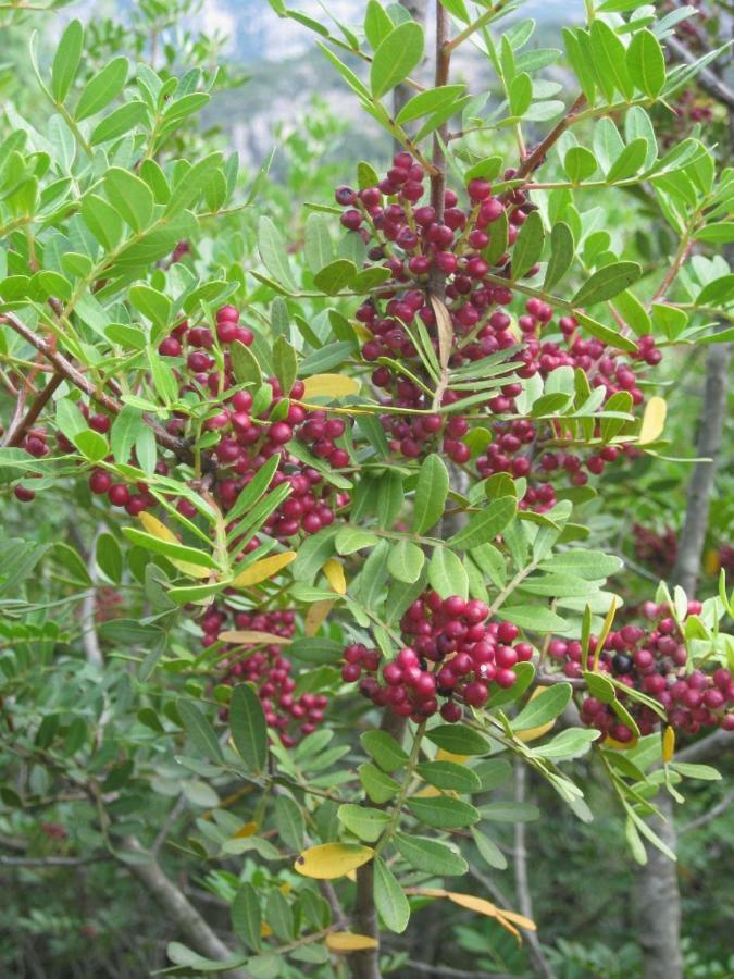 Вілла La Suara Tolta Сан-Панталео Екстер'єр фото